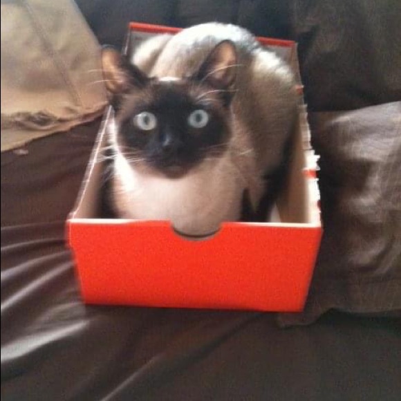 I am Lori Jean Poshmark Ambassador- No drama zone! - Picture 7 of 17